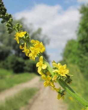 Agrimony / Aigremoine (Fleur de Bach N°1)