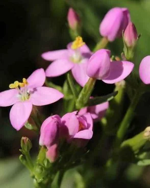 Centaury / Centaurée (Fleur de Bach N°4)