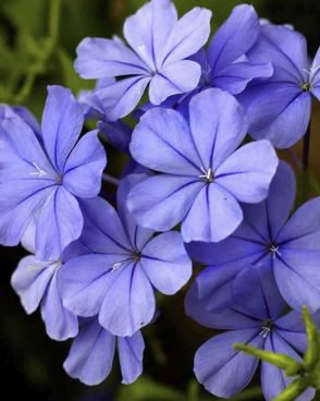 Cerato / Plumbago (Fleur de Bach N°5)