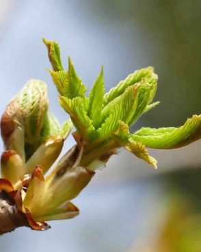 Fleur de Bach Original N°7 Chestnut Bud