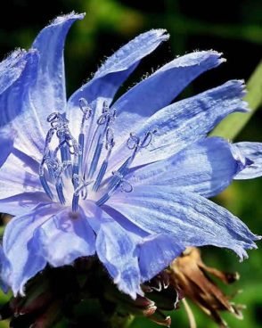 Chicory / Chicorée (Fleur de Bach N°8)