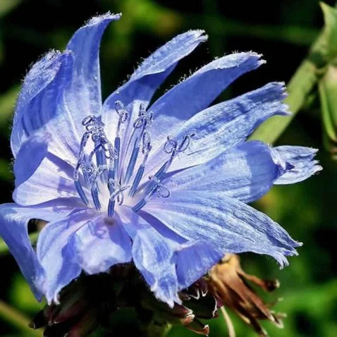 Fleur de Bach Chicory Chicorée