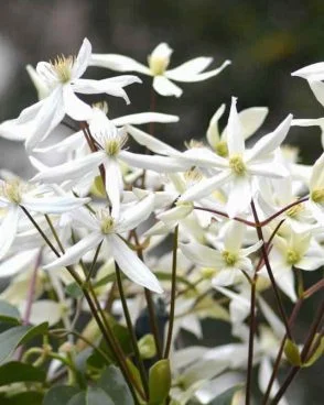 Clematis / Clématite (Fleur de Bach N°9)