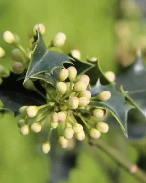 Holly / Houx (Fleur de Bach N°15)