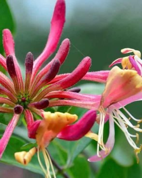 Honeysuckle / Chèvrefeuille (Fleur de Bach N°16)