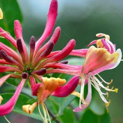 Fleur de Bach Honeysuckle Chèvrefeuille