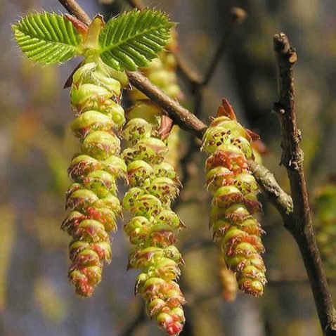 Fleur de Bach Hornbeam Charme