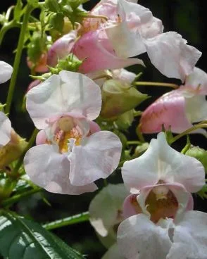 Impatiens / Impatience (Fleur de Bach N°18)