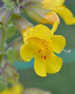 Mimulus / Mimule (Fleur de Bach N°20)