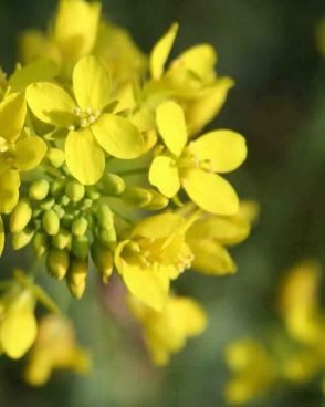 Mustard / Moutarde (Fleur de Bach N°21)