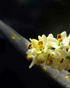 Olive / Olivier (Fleur de Bach N°23)