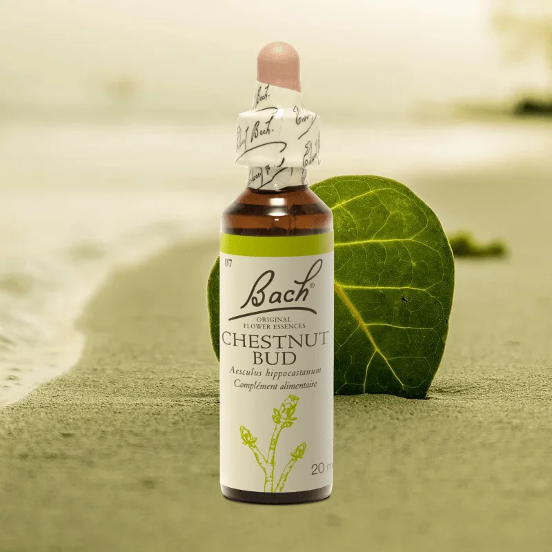 Fleur de Bach Original Chestnut Bud Bourgeons de Marronnier
