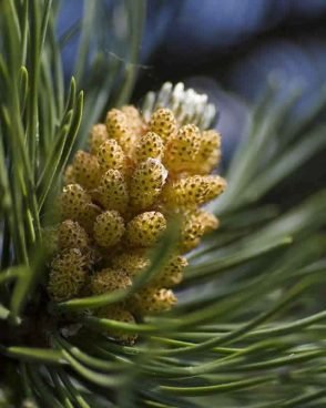 Pine / Pin Sylvestre (Fleur de Bach N°24)