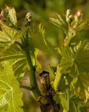 Vine / Vigne (Fleur de Bach N°32)