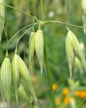 Wild Oat / Folle Avoine (Fleur de Bach N°36)