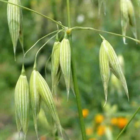 Fleur de Bach Wild Oat Folle Avoine
